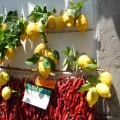 I limoni di Sorrento