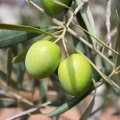 OLIO DI OLIVA