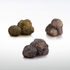 BLACK TRUFFLES MAKE ITALY